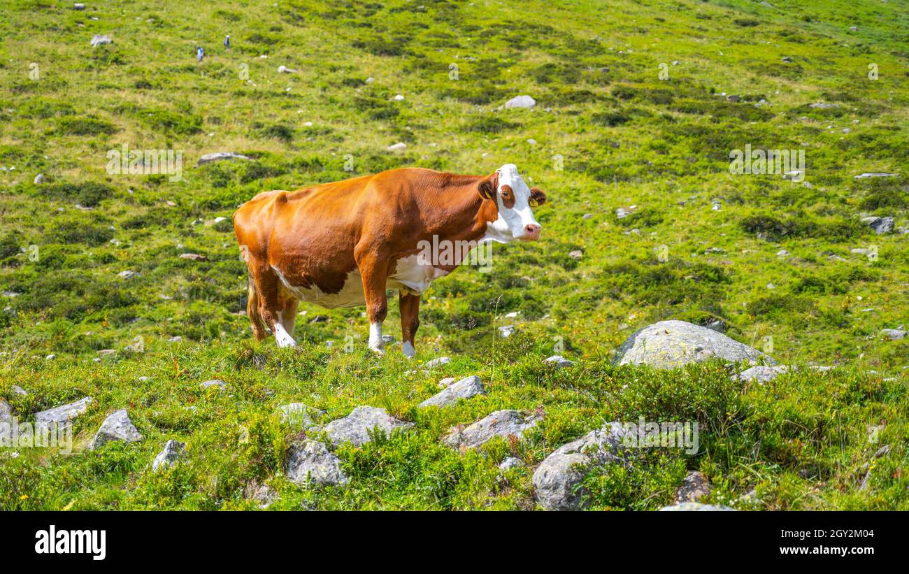 Mucca spotted marrone e bianca in piedi nella valle alpina Foto Stock Mucca spotted marrone e bianca in piedi nella valle alpina Foto Stock