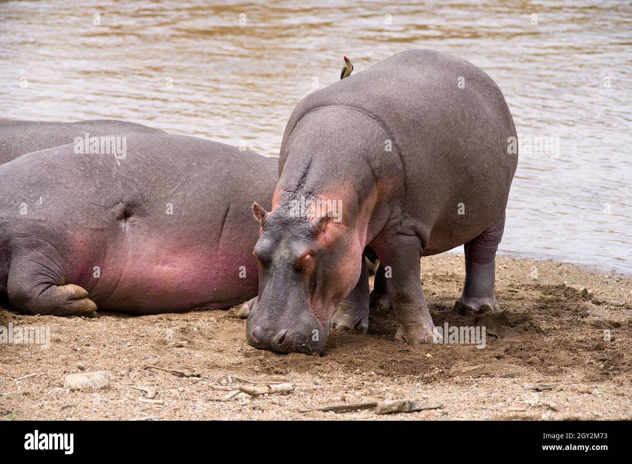 Cialda di ippopotamo con acqua di fiume (Ippopotamo anfibio), Maasai Mara, Kenya Foto Stock