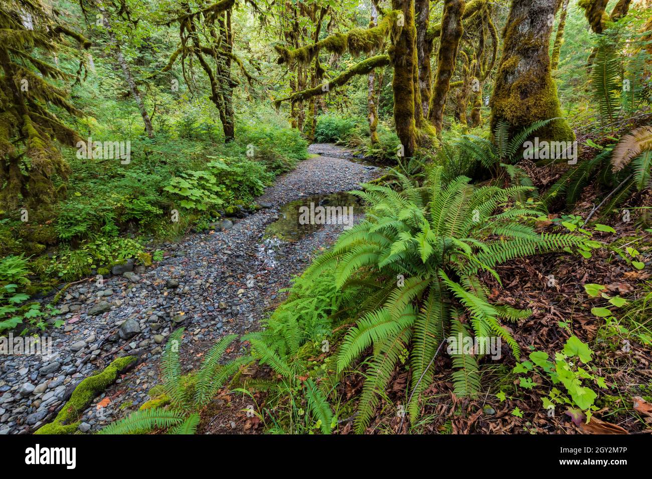 Elk Creek e Bigleaf Maples, Acer macrophyllum, a scala nel Parco Nazionale Olimpico, Washington state, USA Foto Stock