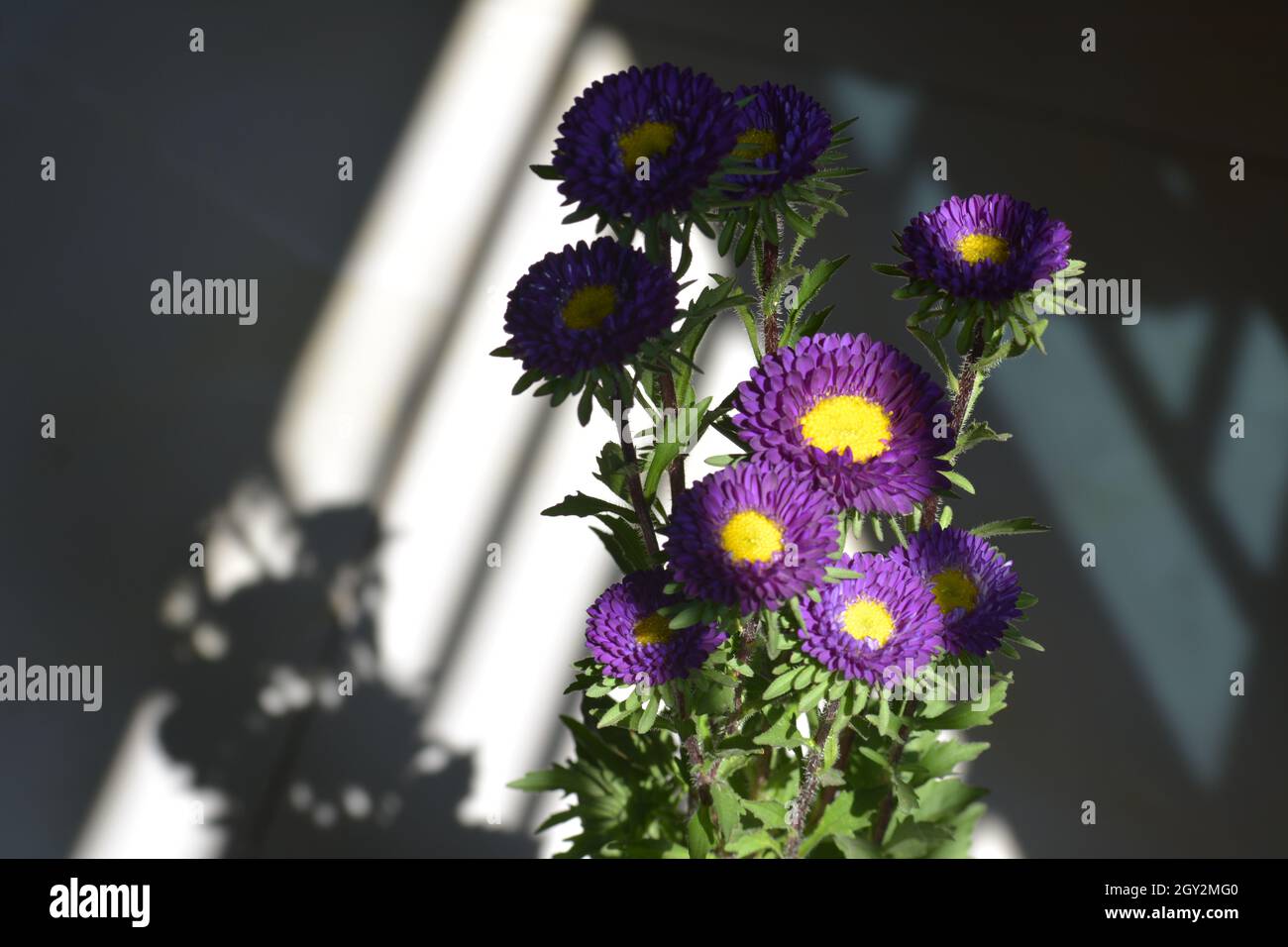 Foto di fiori di Aster Foto Stock