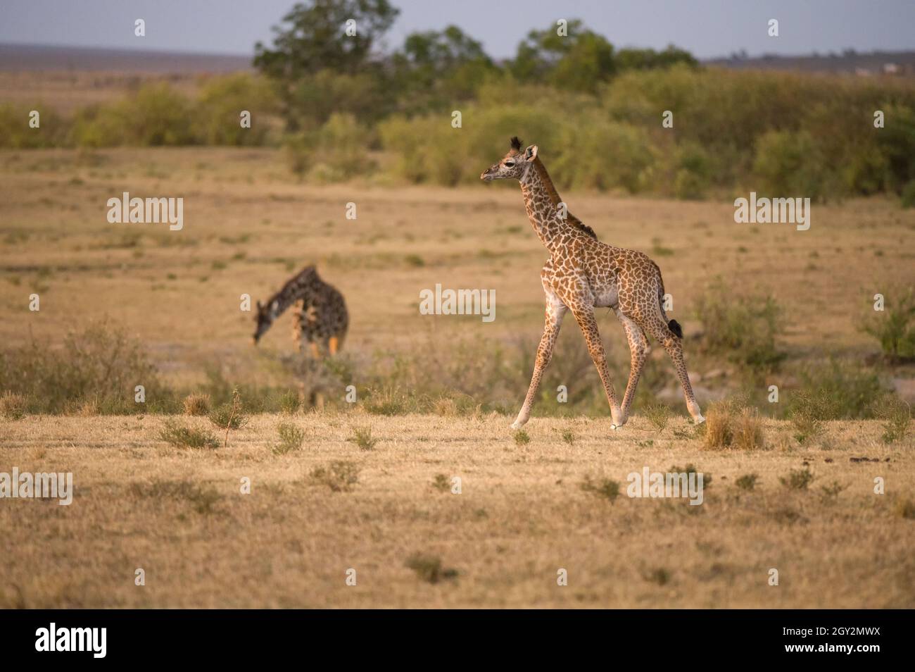 Masai Giraffe (Giraffa camelopardalis tippelskirchi), Maasai Mara, Kenya Foto Stock