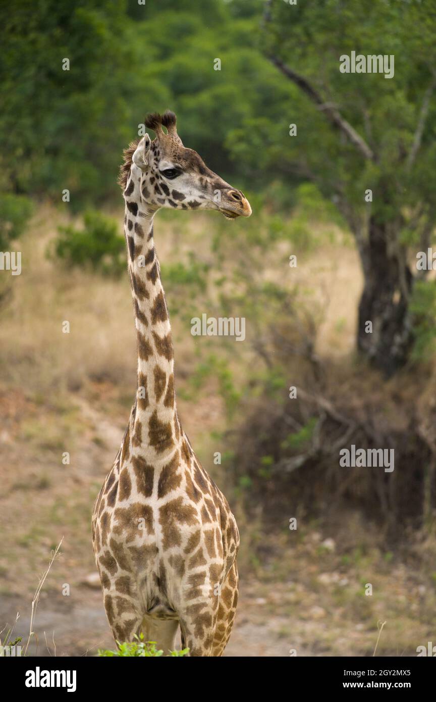 Masai Giraffe (Giraffa camelopardalis tippelskirchi), il Masai Mara, Kenya Foto Stock