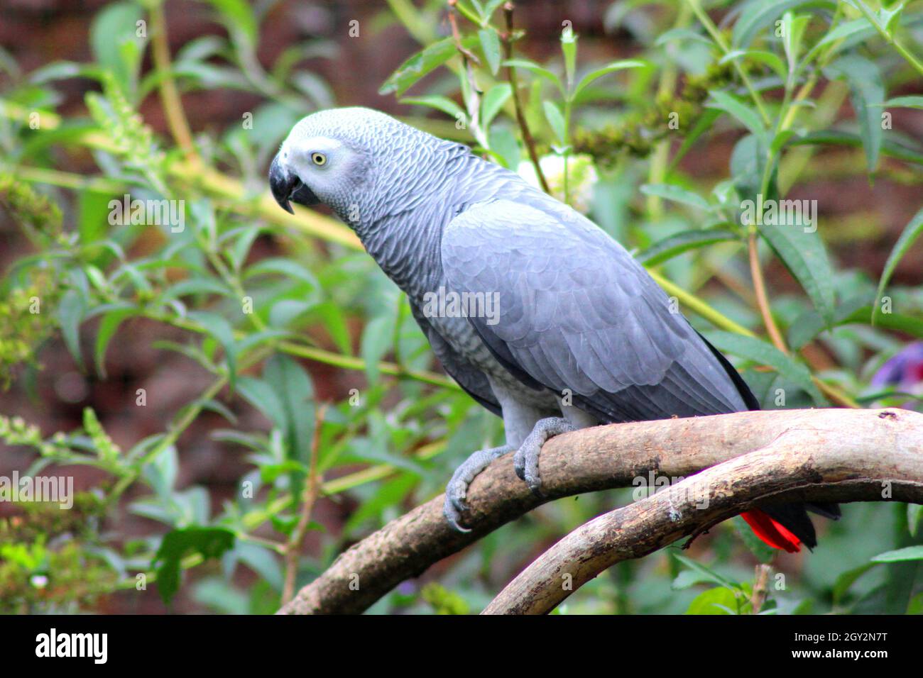 Pappagallo grigio arroccato su un ramo d'albero Foto Stock