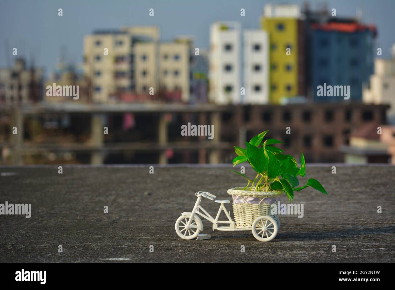 Pianta di soldi come pianta interna Foto Stock