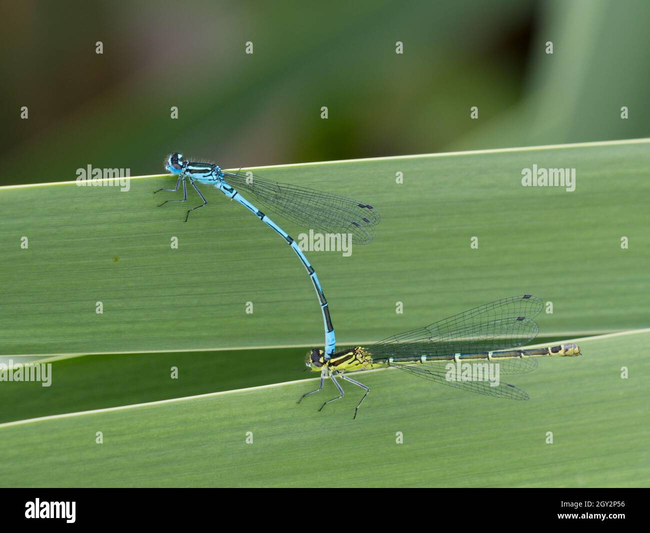 Damselflies azure maschili e femminili (Coenagrion puella) 'in tandem', riserva naturale di Smestow Valley, Wolverhampton, Regno Unito Foto Stock