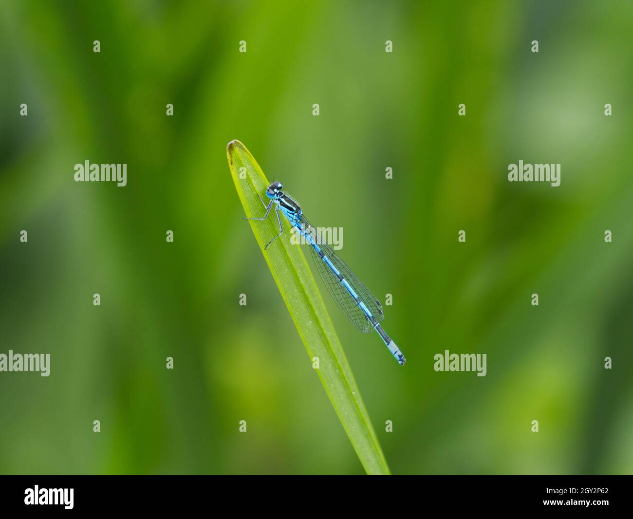 Damselfly azzurro maschile (Coenagrion puella) sulla vegetazione, riserva naturale della valle di Smestow, Wolverhampton, Regno Unito Foto Stock