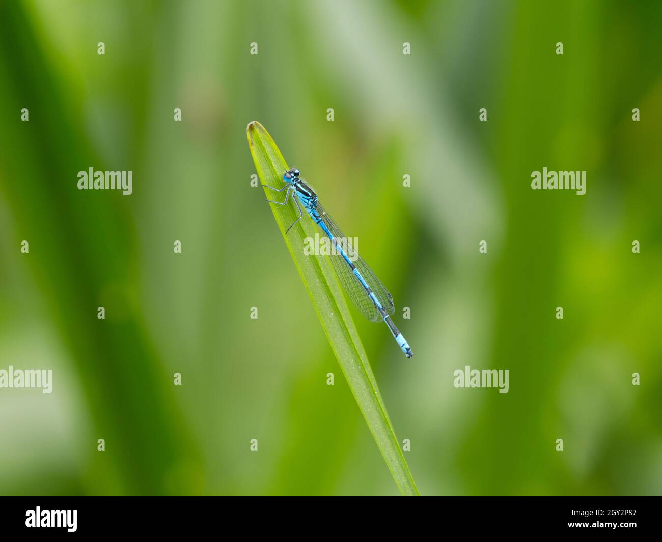 Damselfly azzurro maschile (Coenagrion puella) sulla vegetazione, riserva naturale della valle di Smestow, Wolverhampton, Regno Unito Foto Stock