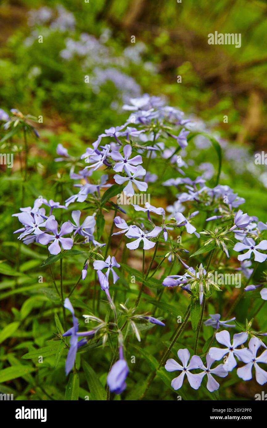 Piccoli fiori di campo viola crescono in un'area boschiva Foto Stock