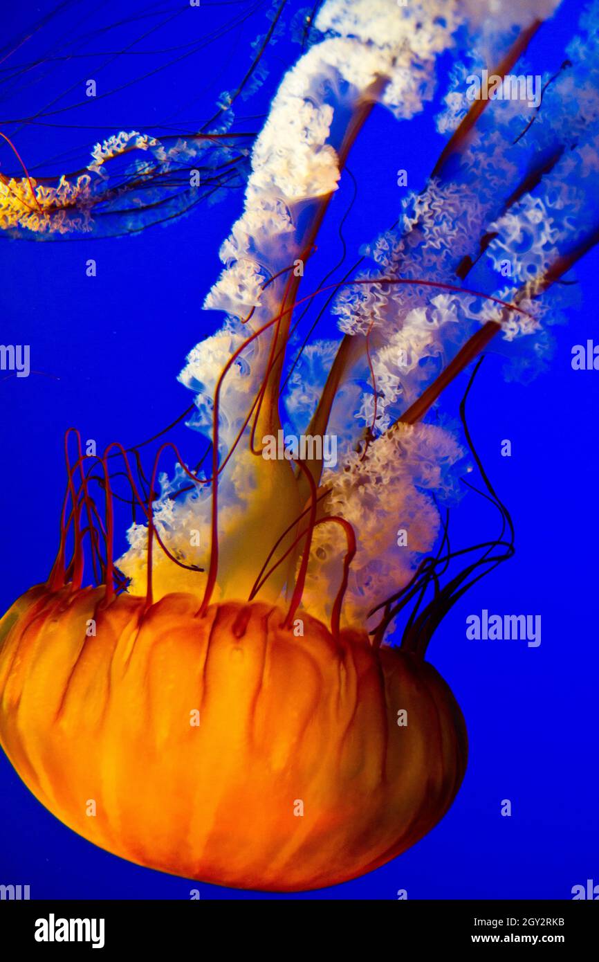 La medusa arancione brillante nuota verso il basso contro uno sfondo blu in un acquario Foto Stock