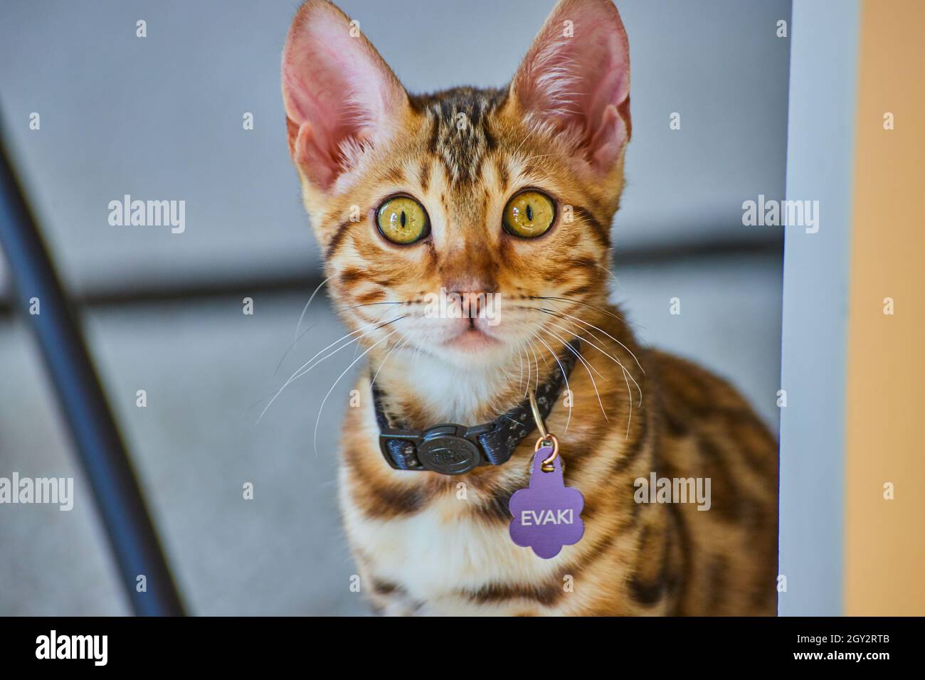 Baby Bengala gattino protagonista intento a macchina fotografica con nametag Evaki Foto Stock