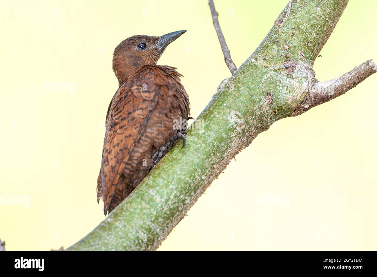 picchio rufo, Micropternus brachyurus, singolo adulto arroccato in albero, Goa, India Foto Stock