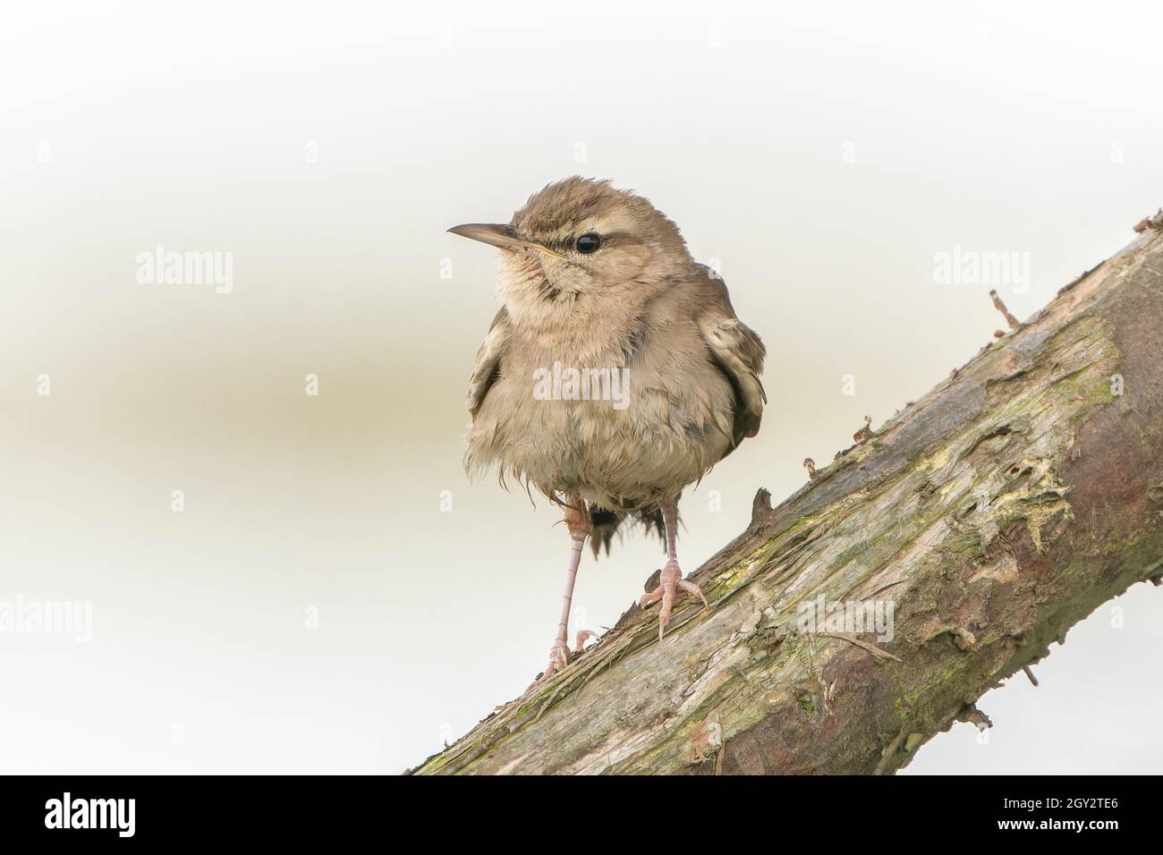 rufous-tailed scrub robin, Cercotrichas galactote, singolo adulto arroccato su un ramo di un cespuglio, Norfolk, Inghilterra, Regno Unito Foto Stock