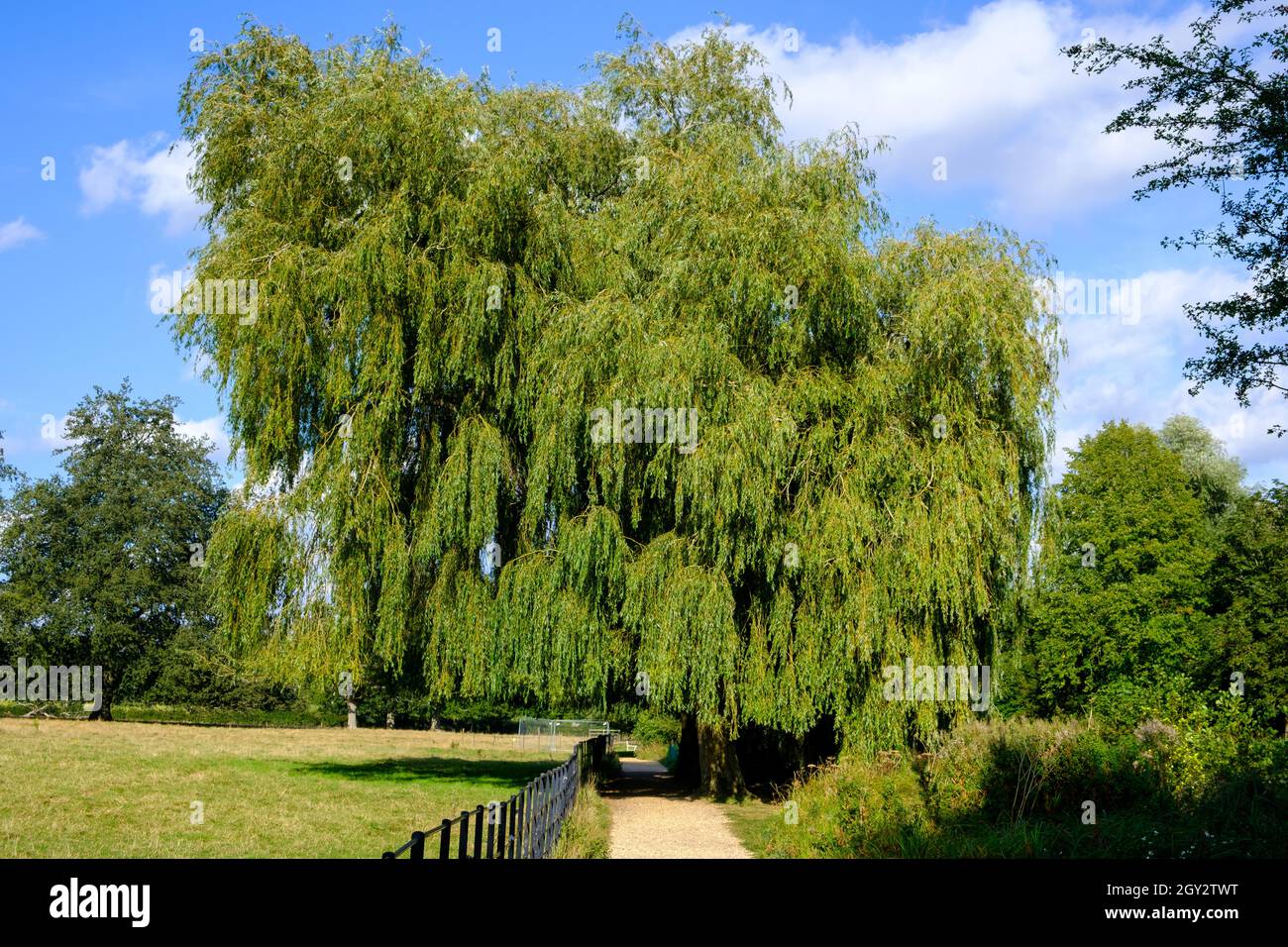 Un albero di salice vicino al lago al Vyne - una casa Tudor di proprietà e gestito dal National Trust, Inghilterra, Regno Unito. 2021 Foto Stock