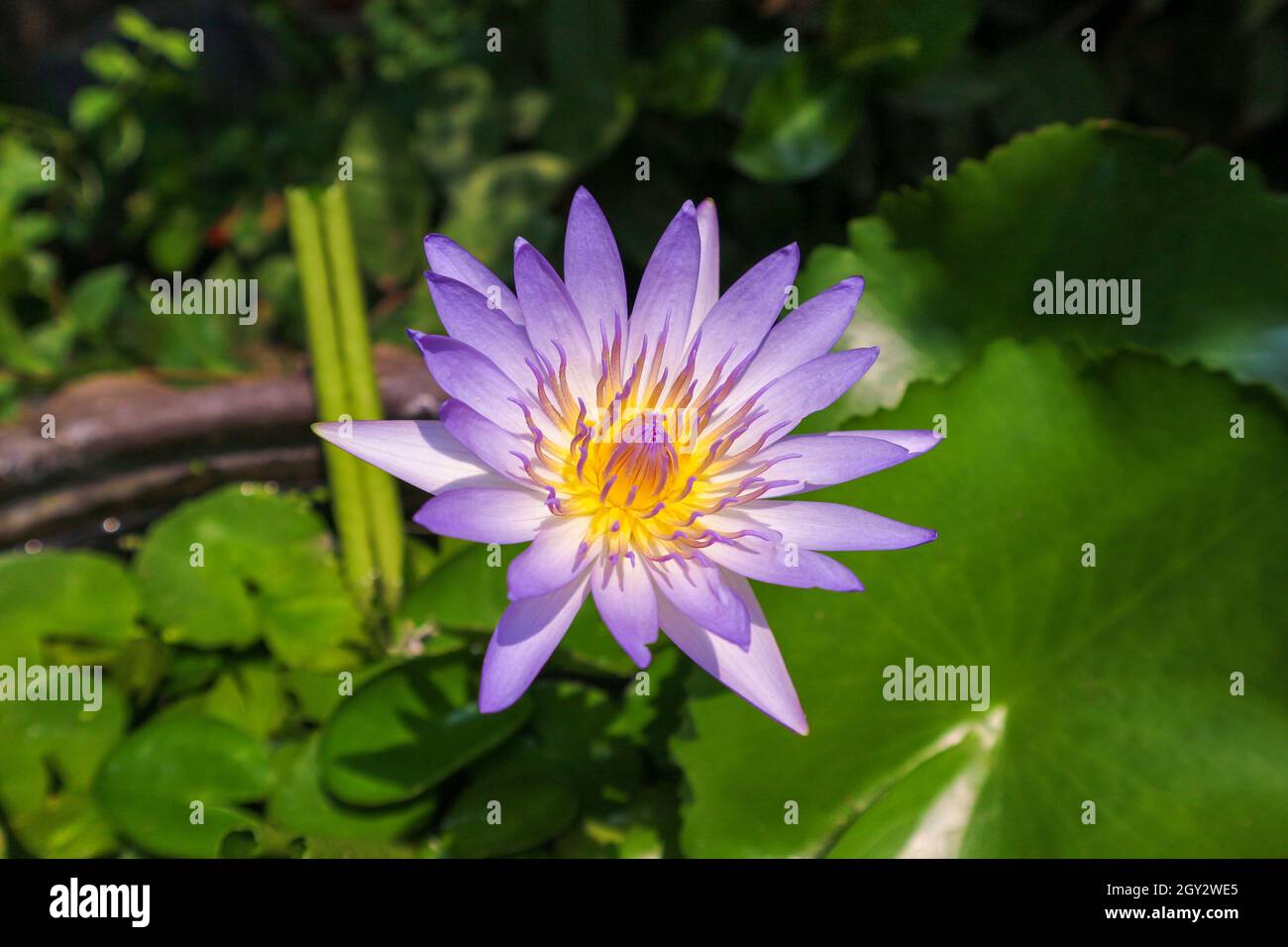 loto viola sotto il sole Foto Stock