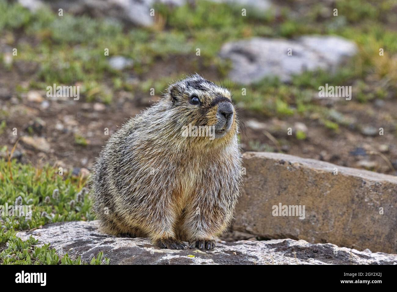 Dettagli di marmotte selvatiche visibili nell'ambiente naturale delle Montagne Rocciose di Beartooth Highway, strada panoramica a nord del parco nazionale di Yellowstone nel Wyoming Foto Stock