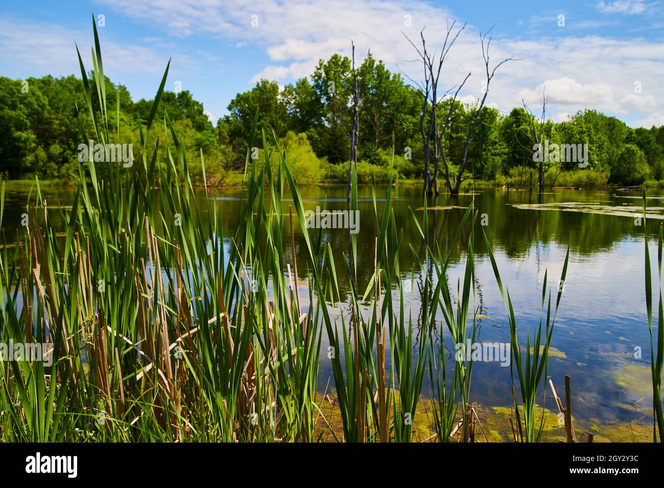Canne in dettaglio lago paludoso con lussureggiante foresta verde sullo sfondo Foto Stock