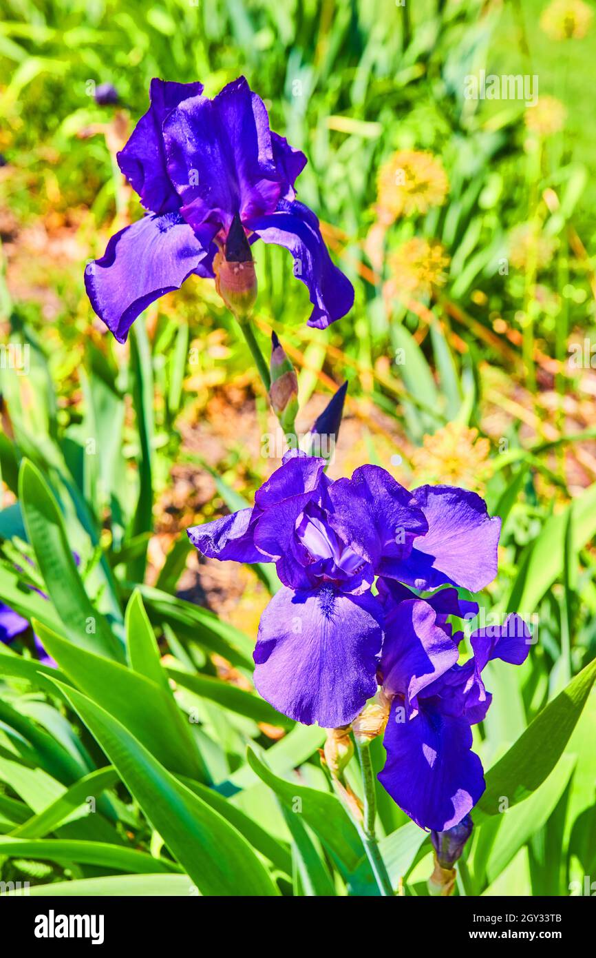 Fiore viola su vicino con foglie verdi brillanti Foto Stock