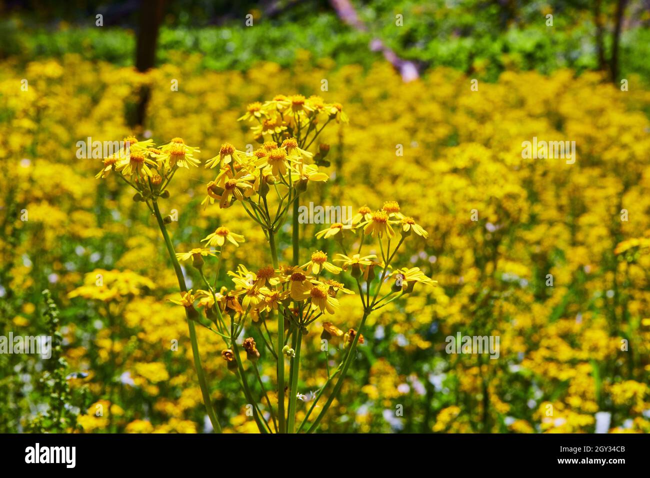 Gruppo di piccoli fiori gialli da vicino in primavera Foto Stock