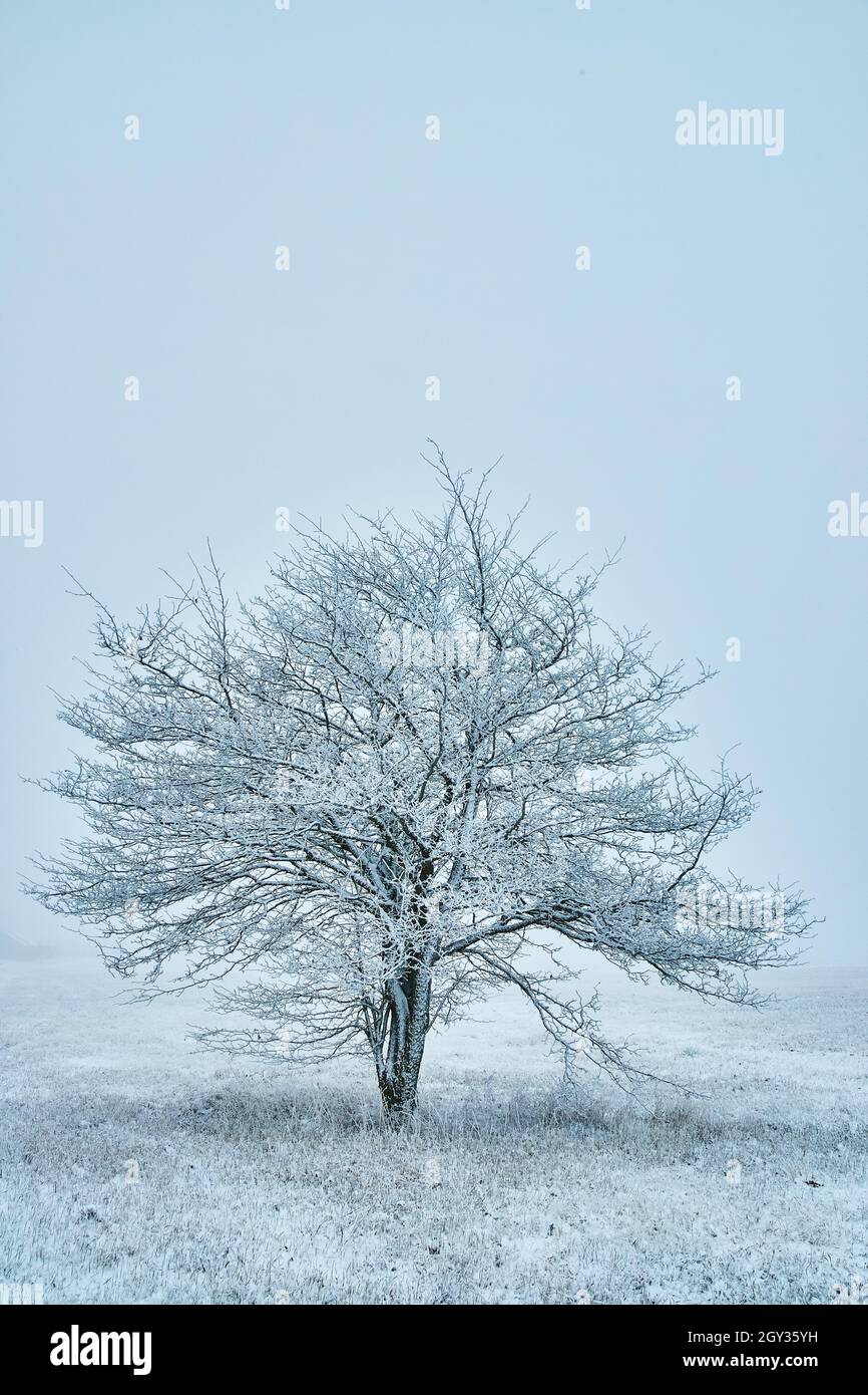 Grande albero coperto di cristalli di neve da solo contro cielo piano Foto Stock