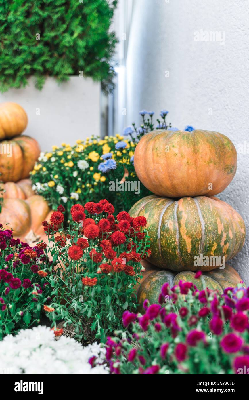 Una pila di zucche arancioni nel cortile di casa vicino al giardino dei fiori accanto al muro bianco. Festa autunno Halloween casa all'aperto decorazione colorata Foto Stock