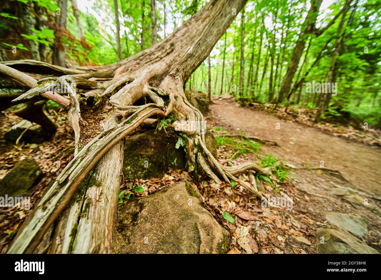 Particolare di radici esposte di albero su rocce accanto a percorso sporco Foto Stock