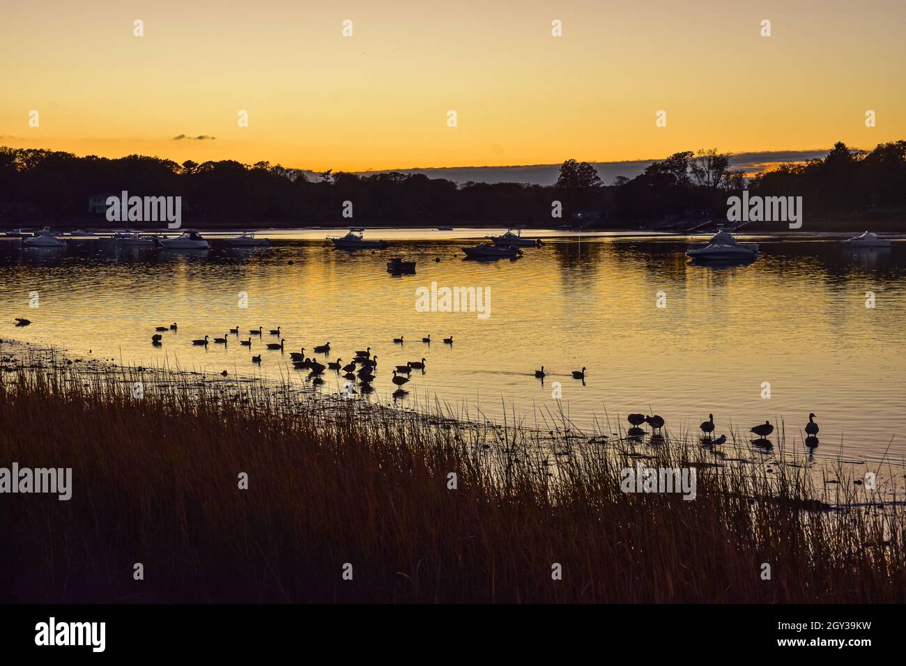 Scena autunnale di crepuscolo al porto con un gregge di oche canadesi (Branta canadensis) che si stabiliscono per la notte. Spazio di copia. Foto Stock