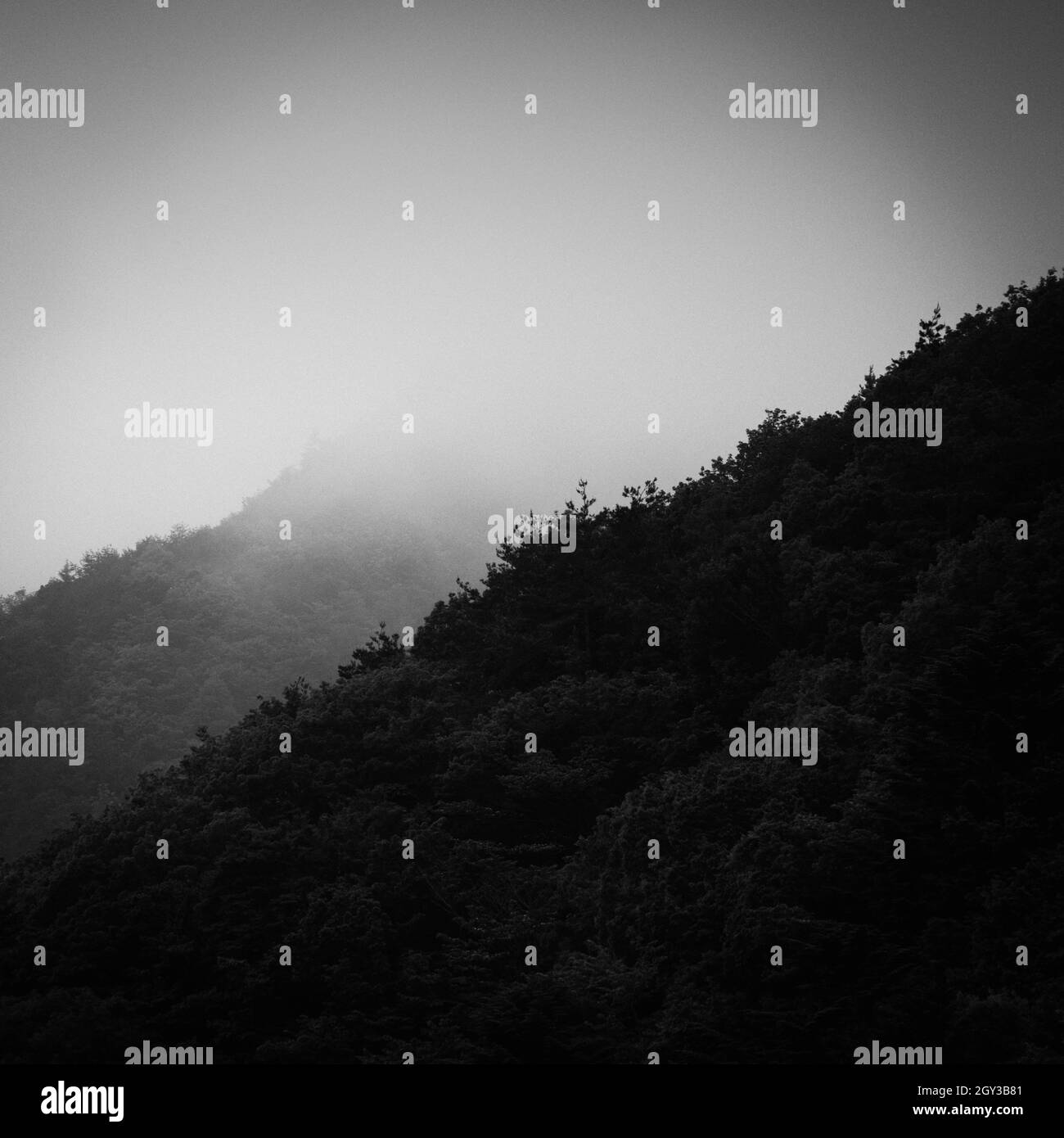 Vista bianca e nera degli alberi di montagna nella nebbia al tramonto, Prefettura di Yamanashi, Giappone Foto Stock