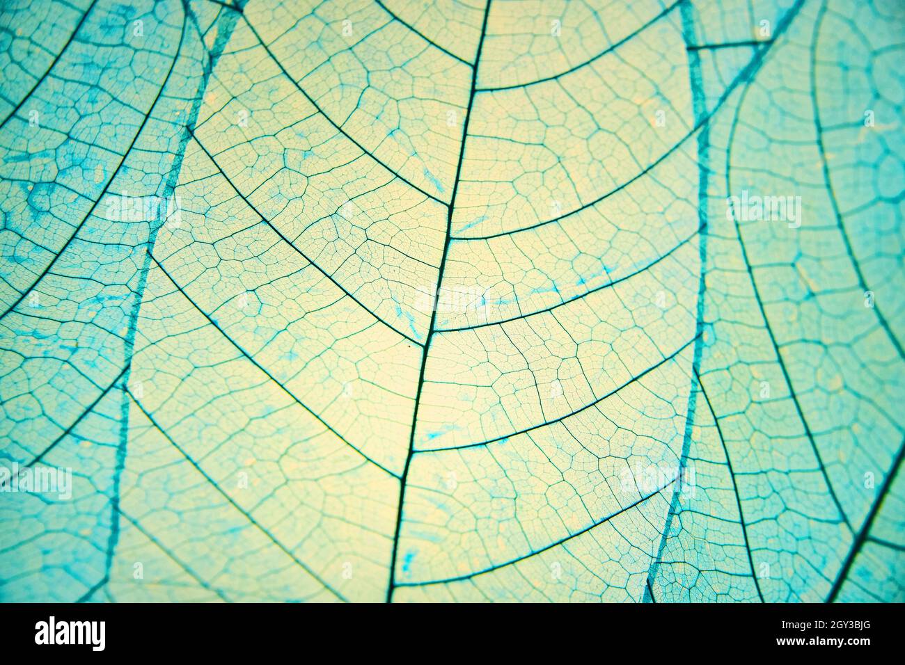 Vene di foglie in toppa di colore blu Foto Stock