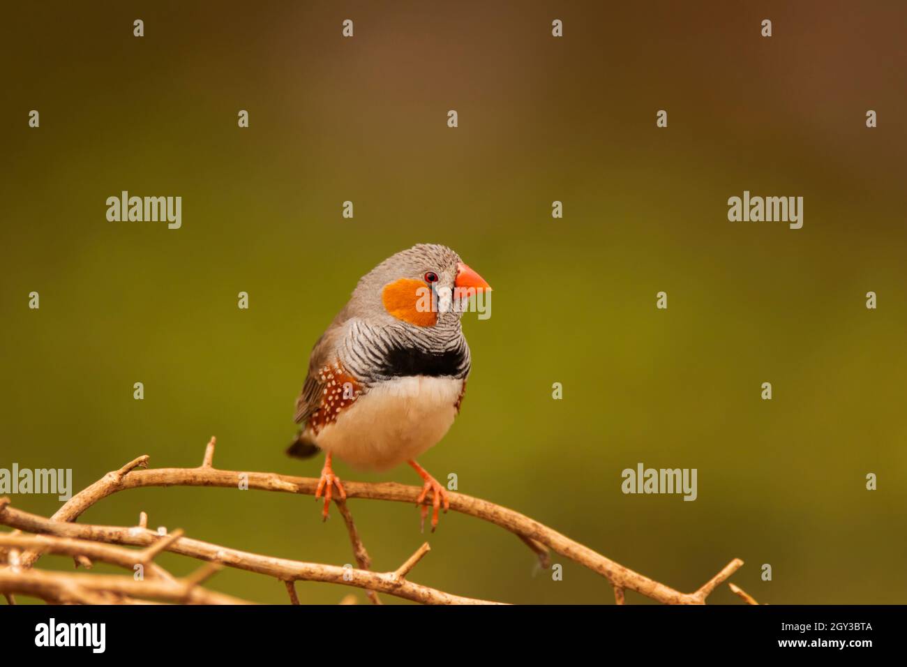 Zebra Finch, Taeniopygia guttata, maschio arroccato vicino ad un buco d'acqua nell'entroterra dell'Australia Centrale. Foto Stock
