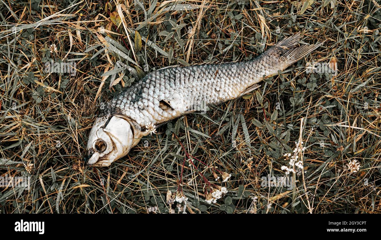 Un pesce morto nell'erba Foto Stock