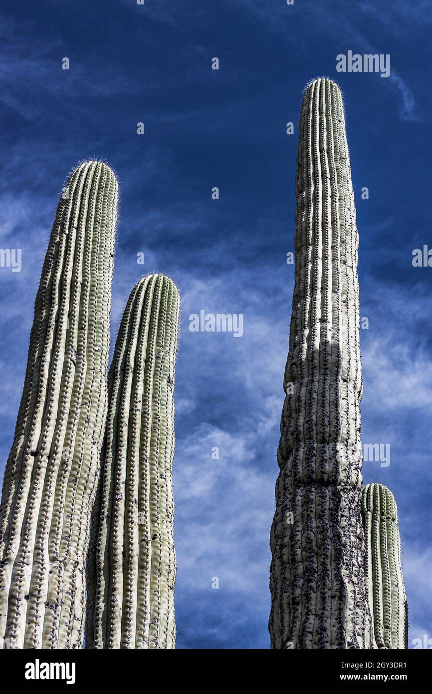 Colpo verticale del saguaro. Cactus tipo albero del genere monotipico Carnegia. Foto Stock