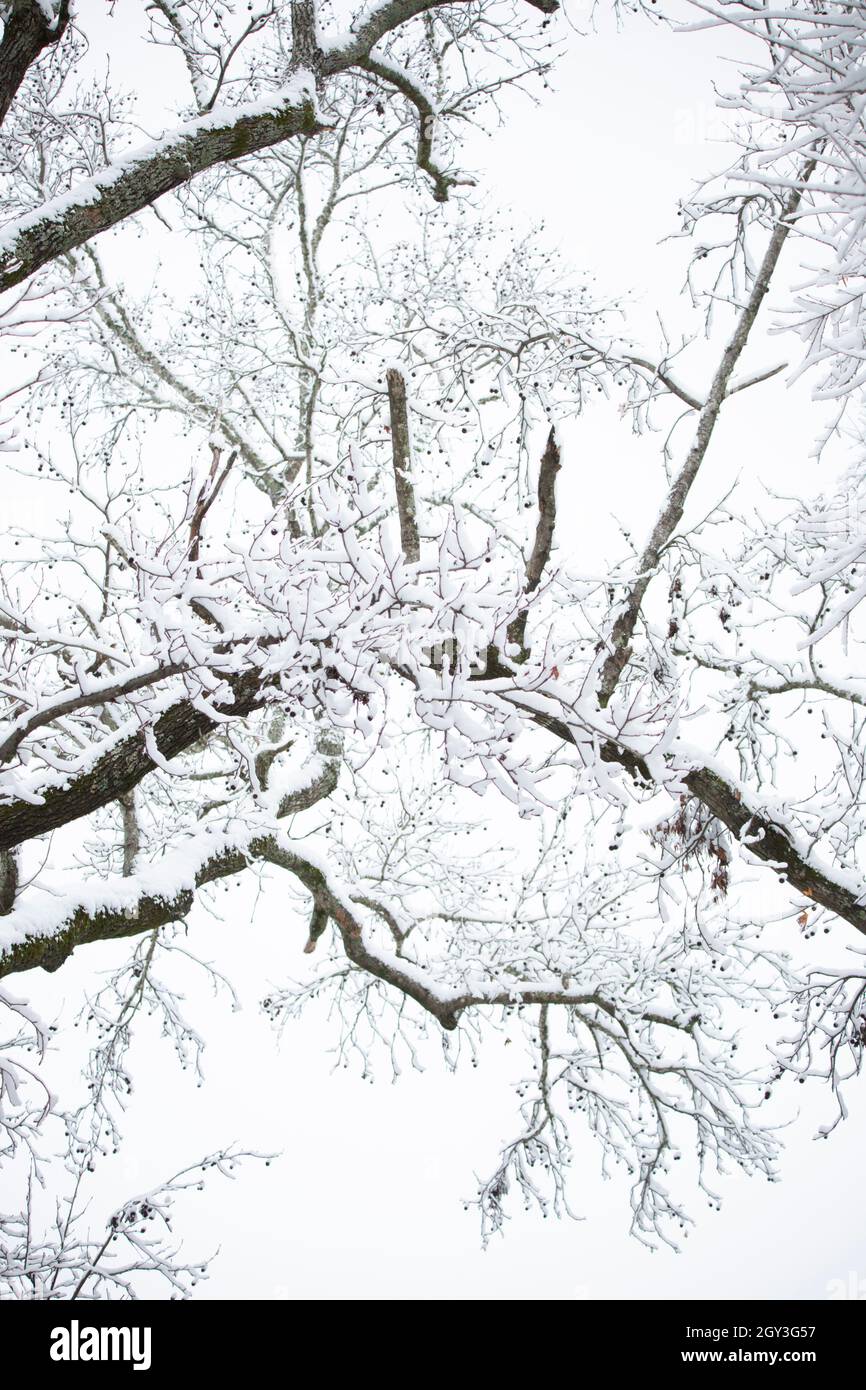 Arti dell'albero leggermente spolverate di neve in una giornata fredda e grigia Foto Stock