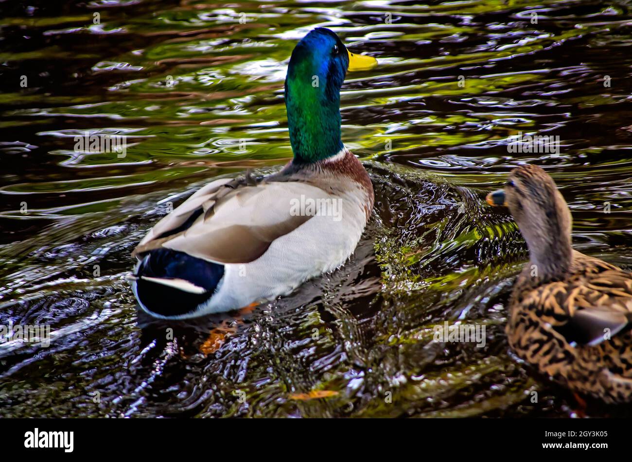 Un'anatra di mallardo nuota con il suo compagno nei pressi di Goldfish Island nel New Orleans City Park, 14 novembre 2015, a New Orleans, Louisiana. Foto Stock