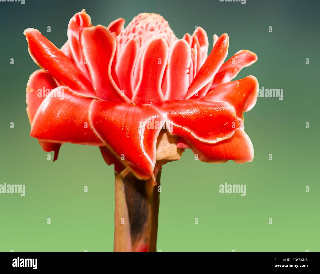 Il giglio dello zenzero della torcia Etlingera elatior è un'aggiunta showy al paesaggio tropicale, poichè è una grande pianta con una varietà di bloo insolito e colorato Foto Stock