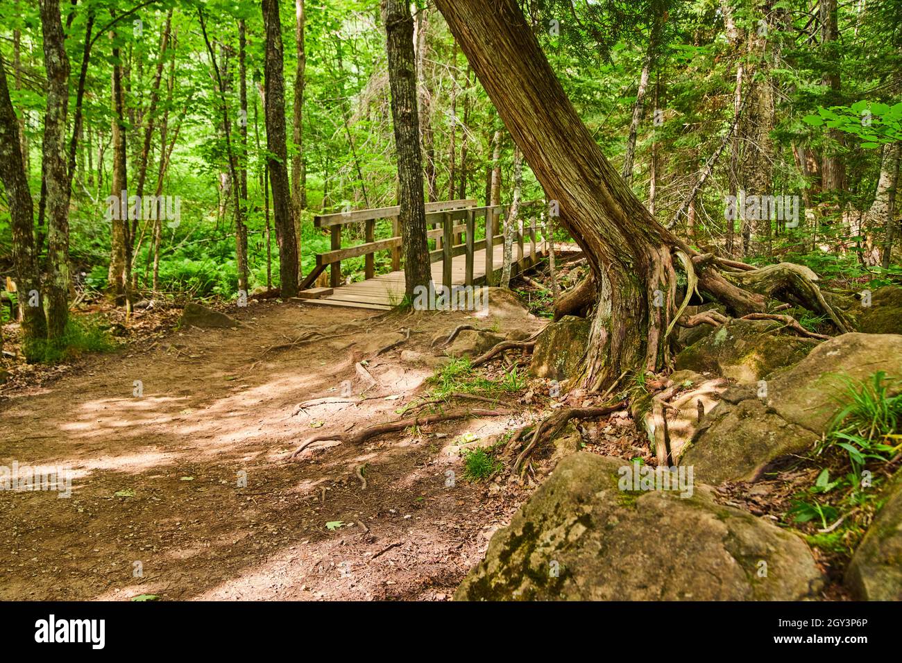 Sentiero sterrato e ponte a piedi in legno attraverso la foresta con rocce e albero con radici esposte Foto Stock