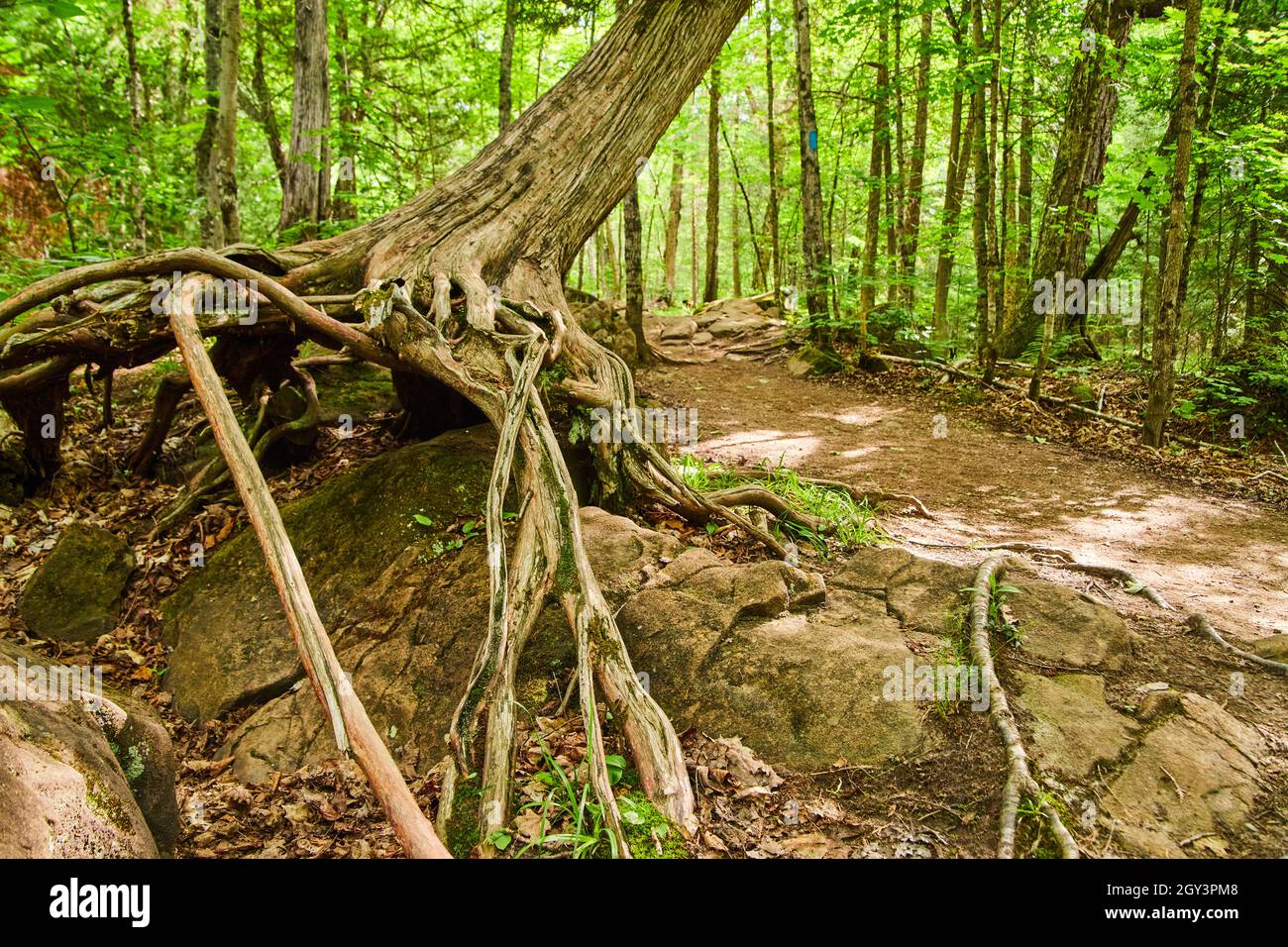 Primo piano di alberi che crescono su rocce con radici esposte lungo il percorso sporco Foto Stock