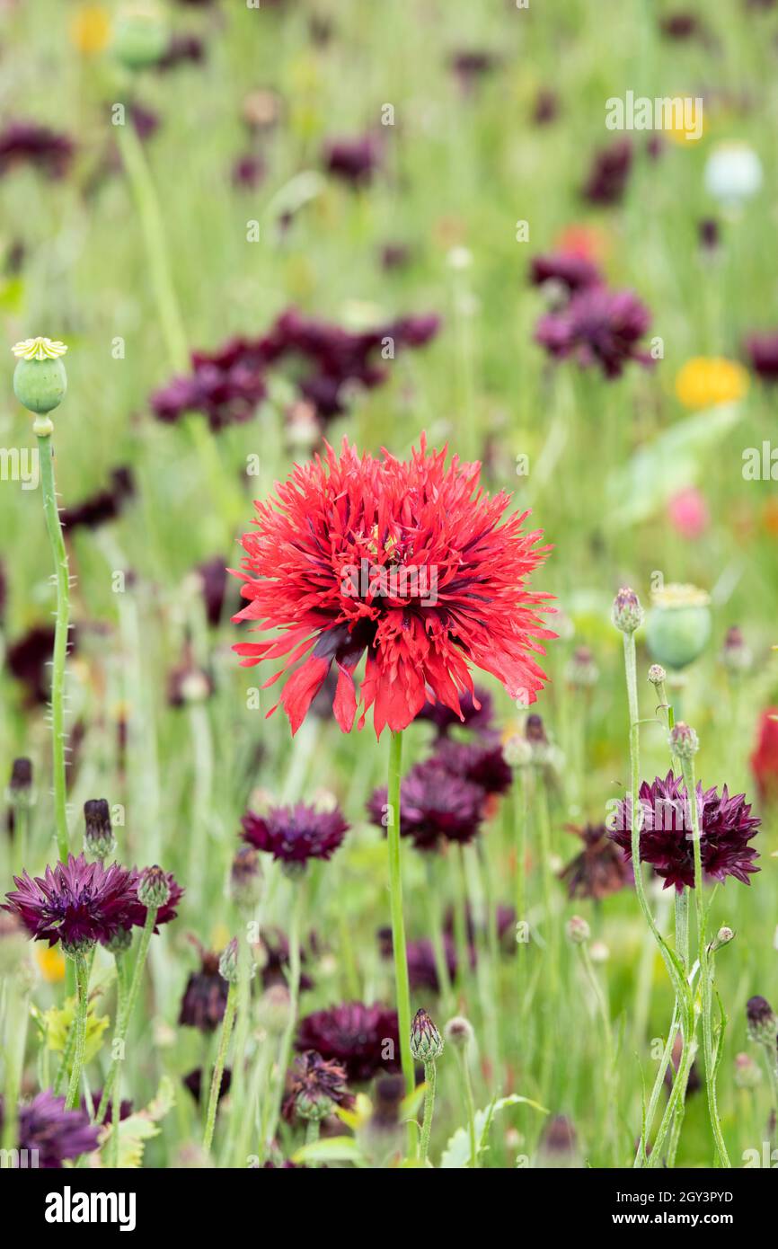 Papaver. Poppy frilled in un giardino inglese Foto Stock