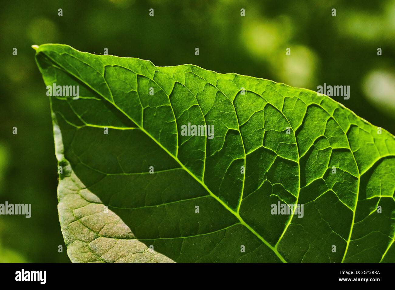 Macro di una singola foglia e dettaglio della vena Foto Stock
