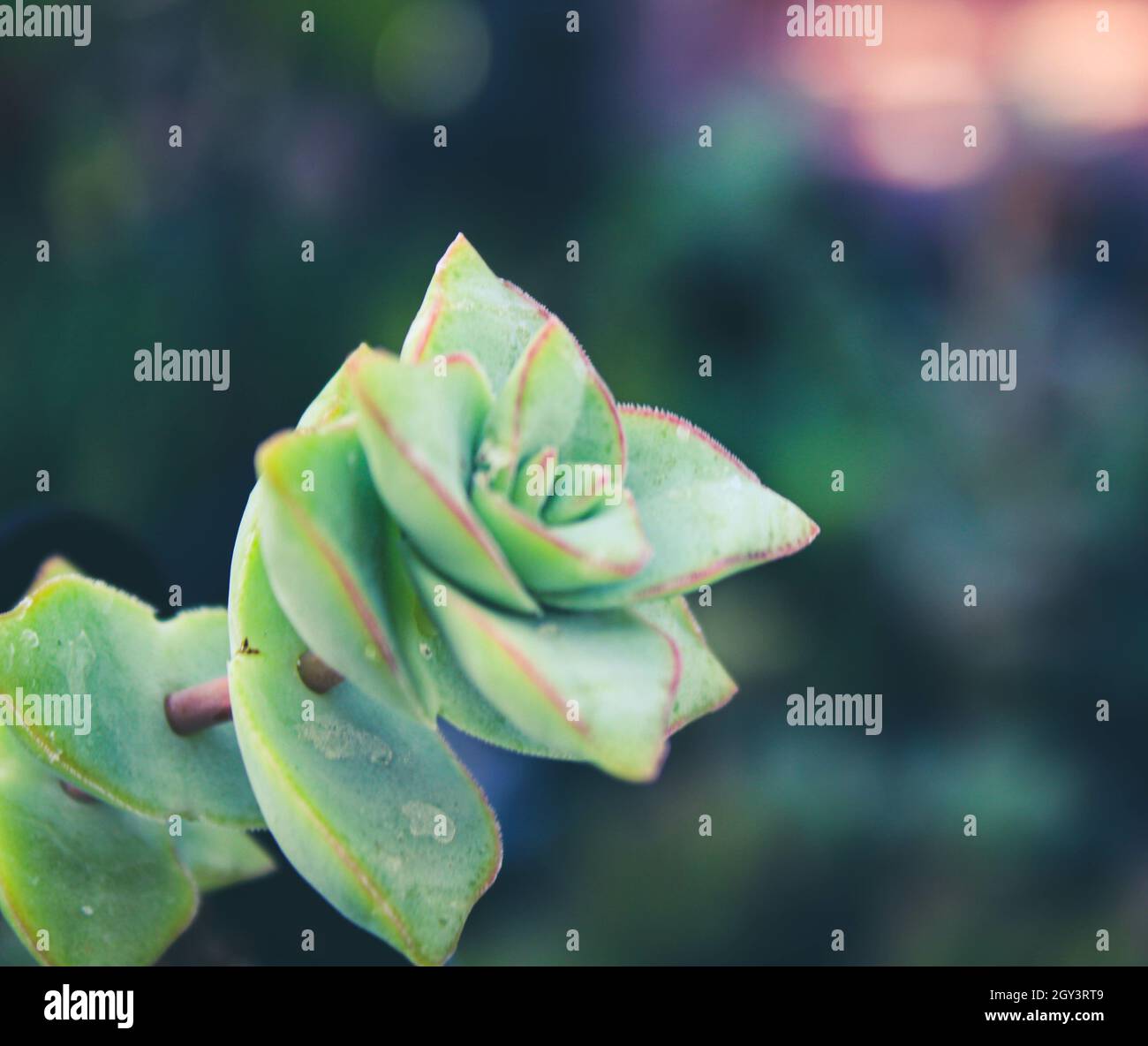Primo piano di crassula perforata che cresce in un campo sotto la luce del sole con uno sfondo sfocato Foto Stock