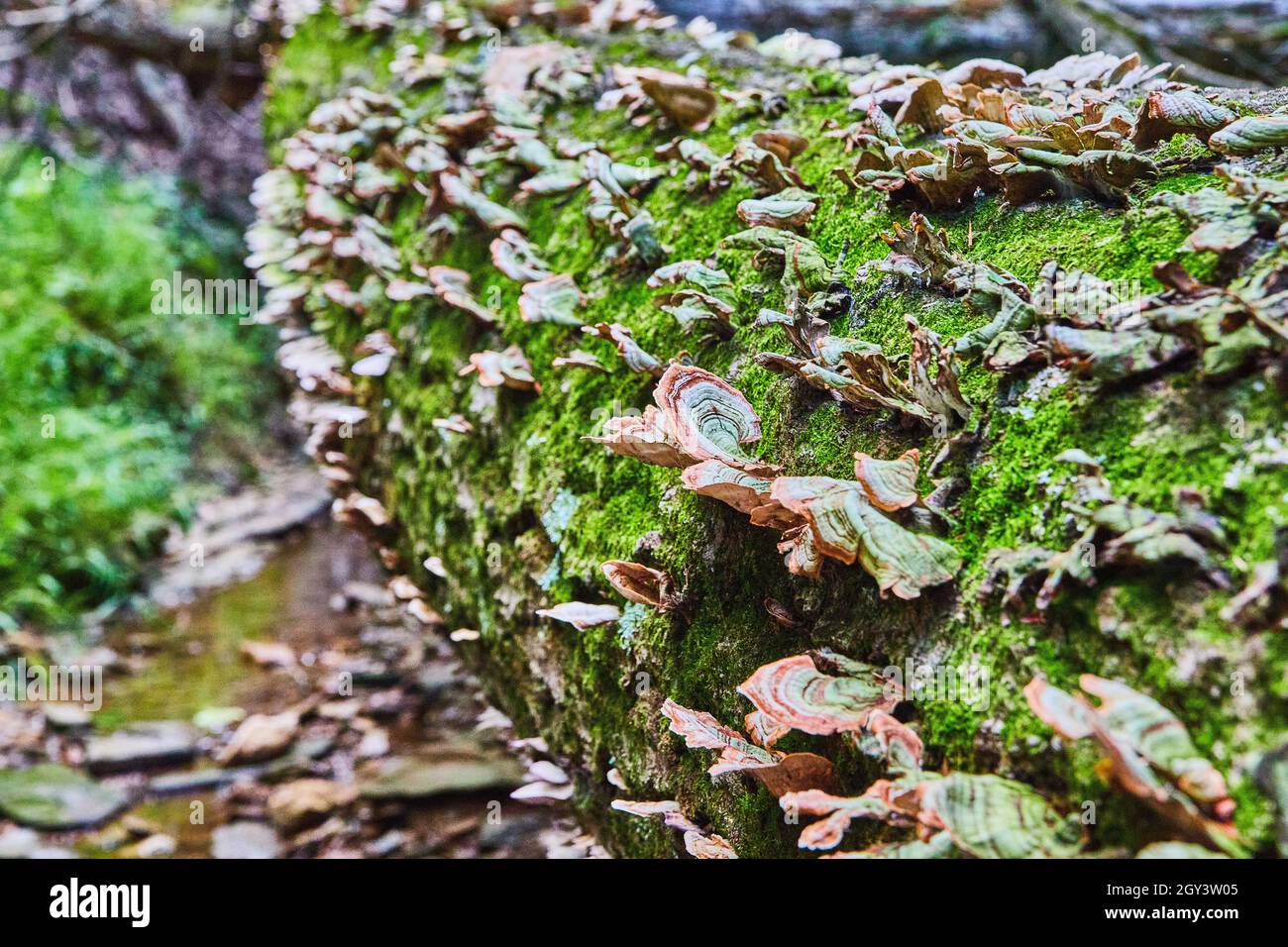 Caduto tronco di albero coperto in muschio e funghi ripiano Foto Stock