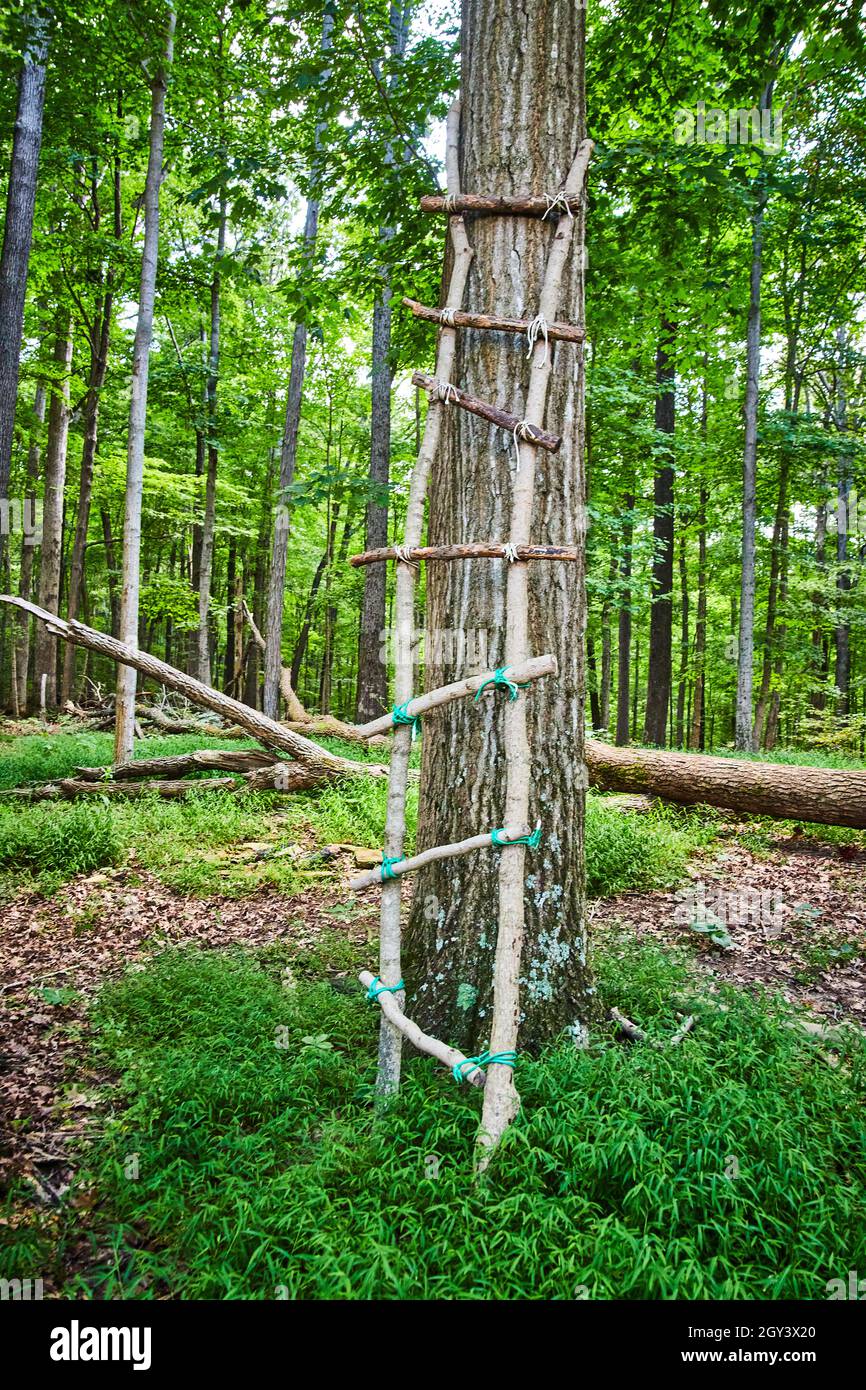 Scala del cacciatore fatta di rami di legno per andare su albero per la caccia Foto Stock