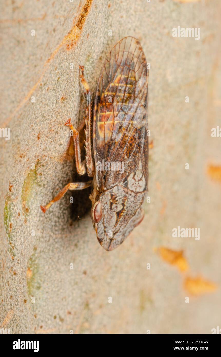 Leafhopper maschio nero a testa piatta, Stenocotis depressia, a Glenbrook, nuovo Galles del Sud, Australia. Foto Stock