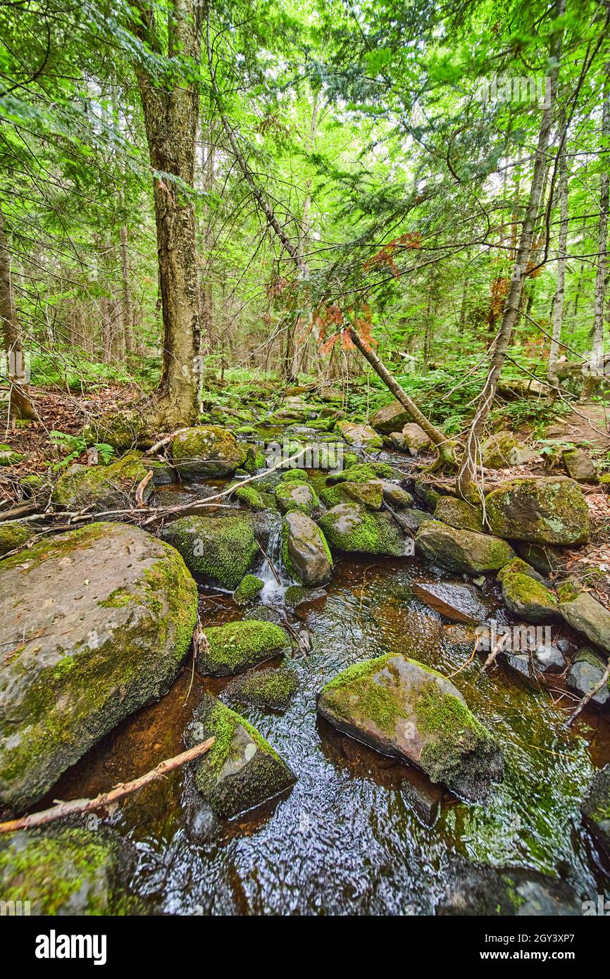Piccolo torrente attraverso rocce di muschio in boschi Foto Stock