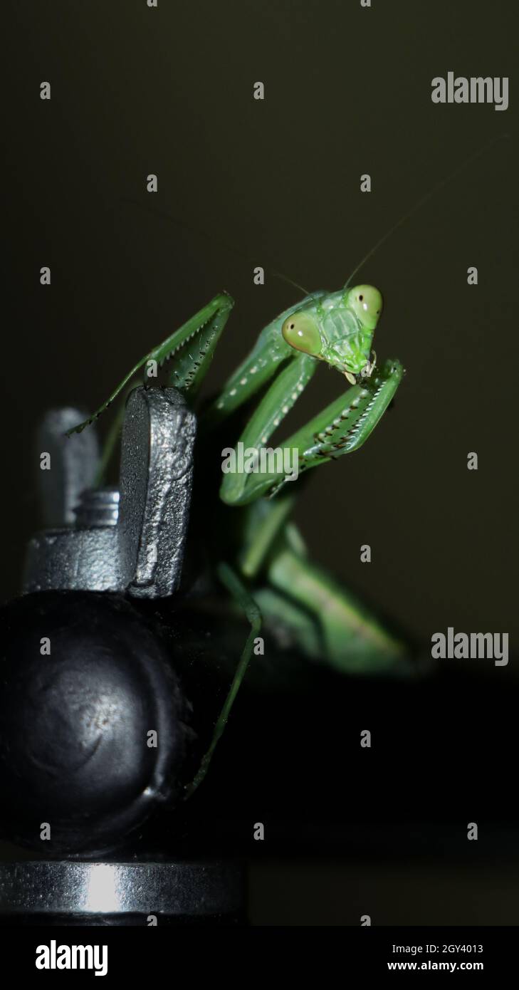 foto di un gigante, verde, cespuglio africano che prega mantis in piedi Foto Stock