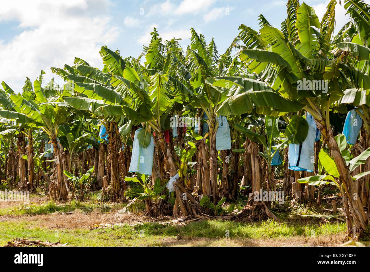 Piantagione di banane gli alberi hanno borse per proteggere il frutto da danni causati da insetti e altri animali, strofinando contro le foglie o dal ap Foto Stock