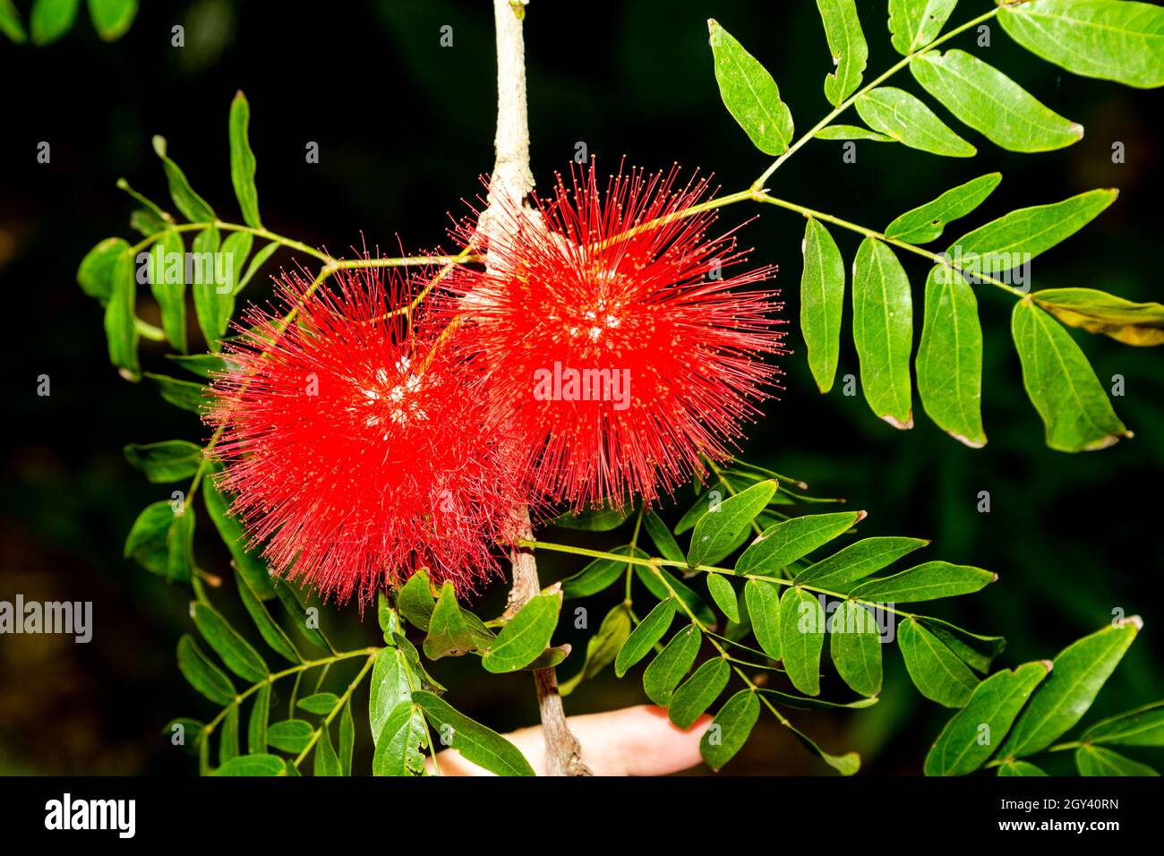 I puffs della polvere (ematocephala di Calliandra) sono arbusti di medie dimensioni con rami ampiamente sparsi. Sono cresciuti principalmente per la loro grande pomp soffice Foto Stock