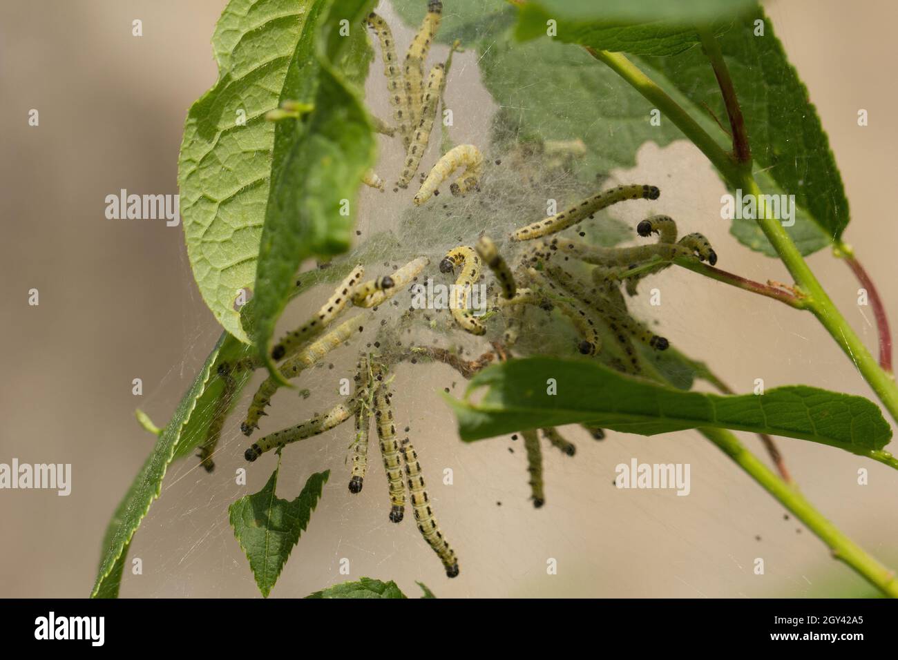 Larve di ontano e ciliegia Foto Stock