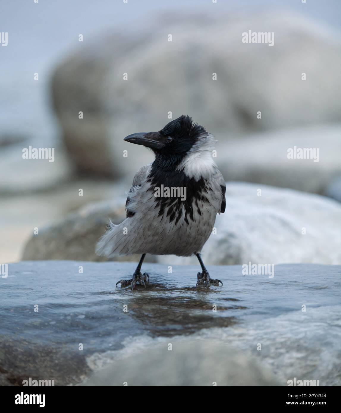 Ritratto di un corvo in piedi sul ghiaccio in inverno. Rocce ghiacciate vicino al mare. Corvus corone cornix. Foto Stock