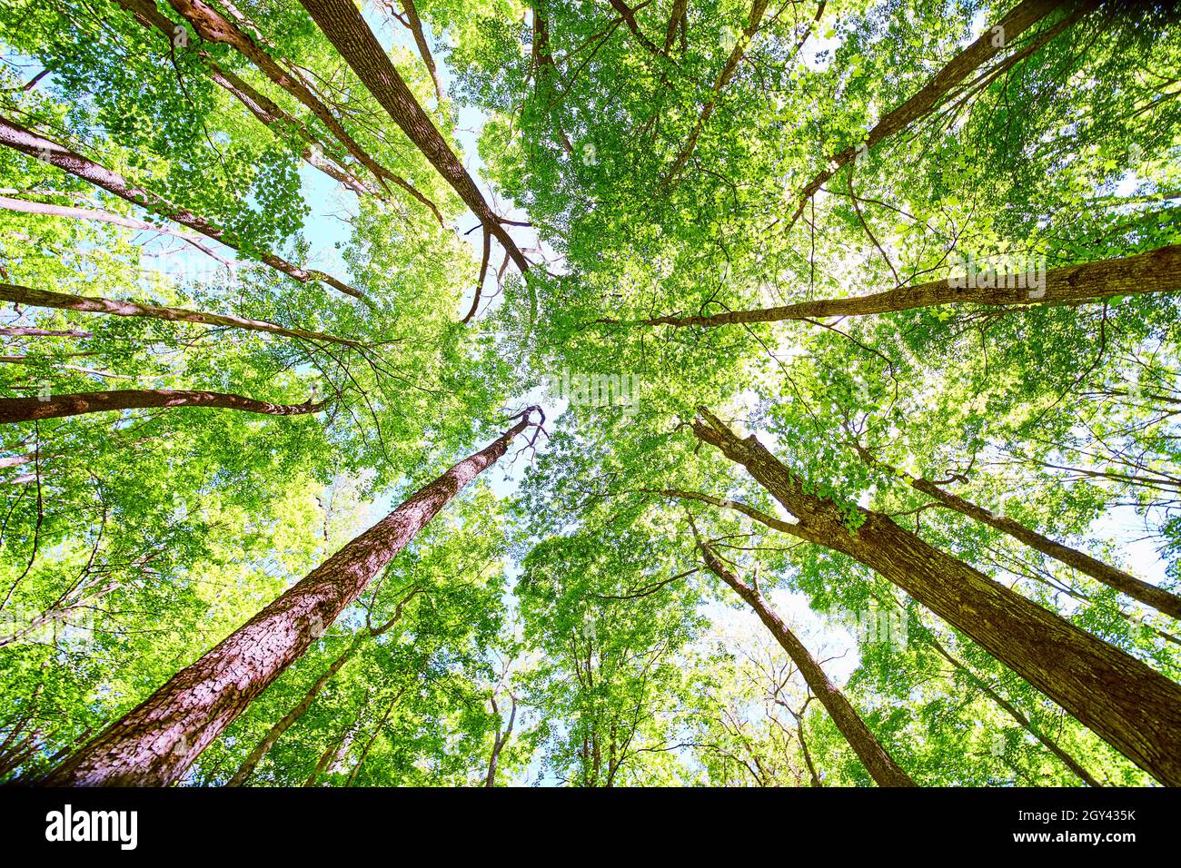 Vista dritta della foresta con alberi e alberi verdi vibranti Foto Stock