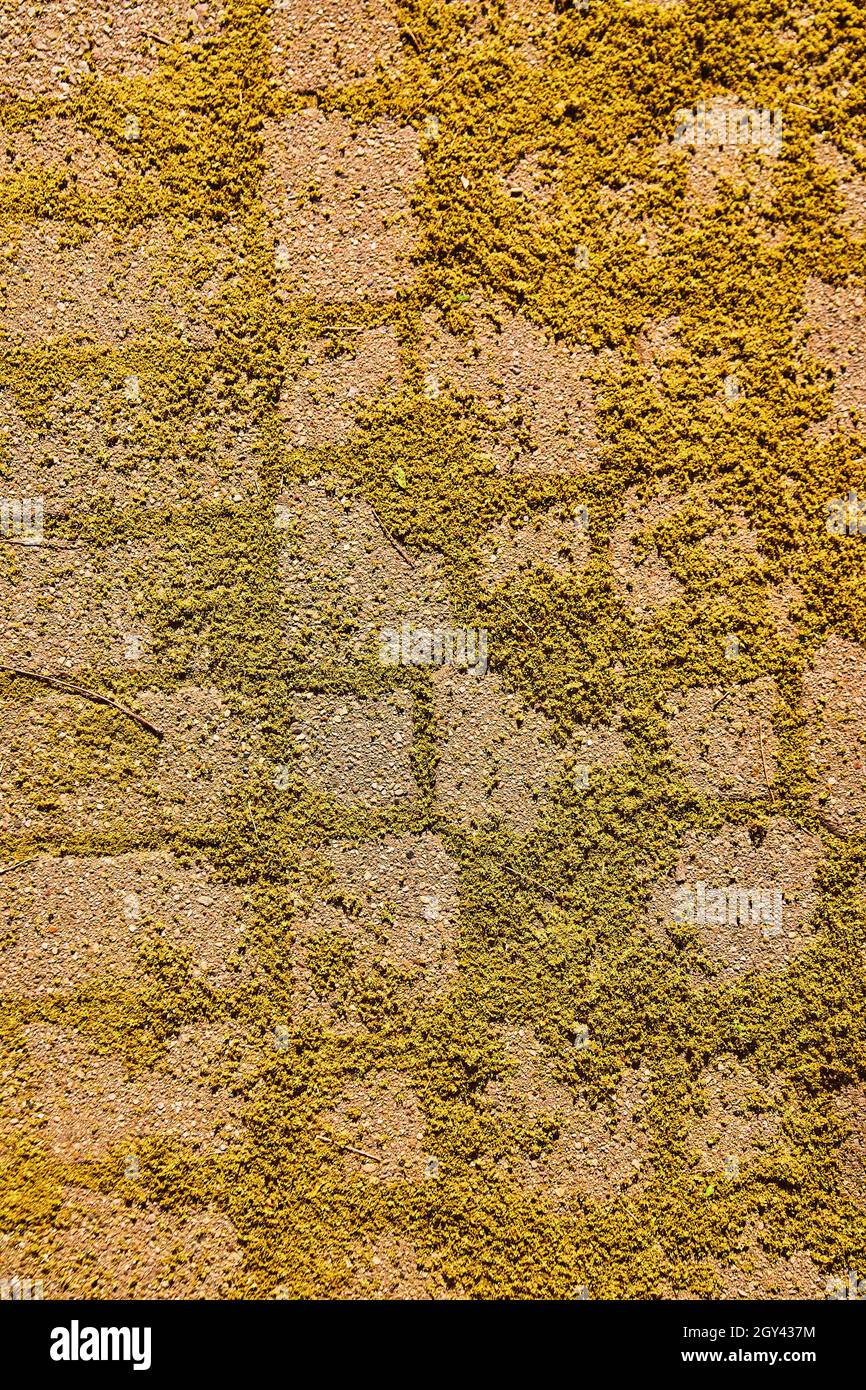 Pavimento mattone percorso dettaglio texture coperto in un sacco di muschio e alghe Foto Stock